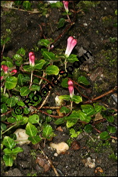 Amerikanische Rebhuhnbeere, Mitchella repens, Rubiaceae, Mitchella repens, Amerikanische Rebhuhnbeere, Blühend Kauf von 00759mitchella_repensimg_7822.jpg
