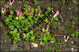 Amerikanische Rebhuhnbeere, Mitchella repens, Rubiaceae, Mitchella repens, Amerikanische Rebhuhnbeere, Blühend Kauf von 00759mitchella_repensimg_7823.jpg