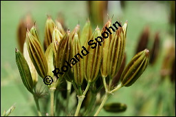 Süßdolde, Myrrhis odorata, Apiaceae, Myrrhis odorata, Süßdolde, Myrrhen-Kerbel, fruchtend Kauf von 00770myrrhis_odorataimg_2757.jpg