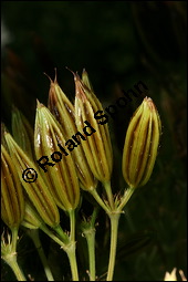 Süßdolde, Myrrhis odorata, Apiaceae, Myrrhis odorata, Süßdolde, Myrrhen-Kerbel, fruchtend Kauf von 00770myrrhis_odorataimg_2759.jpg
