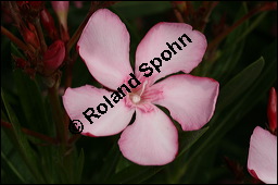 Oleander, Rosenlorbeer, Nerium oleander, Apocynaceae, Nerium oleander, Oleander, Rosenlorbeer, Blühend Kauf von 00774nerium_oleanderimg_7825.jpg