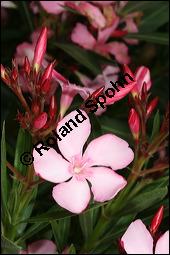 Oleander, Rosenlorbeer, Nerium oleander, Apocynaceae, Nerium oleander, Oleander, Rosenlorbeer, Blühend Kauf von 00774nerium_oleanderimg_7827.jpg