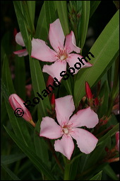 Oleander, Rosenlorbeer, Nerium oleander, Apocynaceae, Nerium oleander, Oleander, Rosenlorbeer, Blühend Kauf von 00774nerium_oleanderimg_7829.jpg