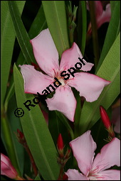 Oleander, Rosenlorbeer, Nerium oleander, Apocynaceae, Nerium oleander, Oleander, Rosenlorbeer, Blühend Kauf von 00774nerium_oleanderimg_7830.jpg