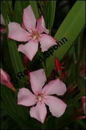 Oleander, Rosenlorbeer, Nerium oleander, Apocynaceae, Nerium oleander, Oleander, Rosenlorbeer, Blühend Kauf von 00774nerium_oleanderimg_7831.jpg