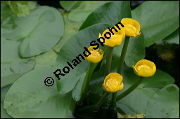 Gelbe Teichrose, Mummel, Nuphar lutea, Nymphaeaceae, Nuphar lutea, Gelbe Teichrose, Mummel, unreif fruchtend Kauf von 00777nuphar_luteaimg_7557.jpg