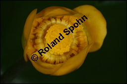 Gelbe Teichrose, Mummel, Nuphar lutea, Nymphaeaceae, Nuphar lutea, Gelbe Teichrose, Mummel, unreif fruchtend Kauf von 00777nuphar_luteaimg_7560.jpg