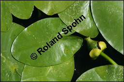 Gelbe Teichrose, Mummel, Nuphar lutea, Nymphaeaceae, Nuphar lutea, Gelbe Teichrose, Mummel, unreif fruchtend Kauf von 00777nuphar_luteaimg_8577.jpg