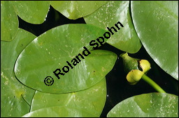 Gelbe Teichrose, Mummel, Nuphar lutea, Nymphaeaceae, Nuphar lutea, Gelbe Teichrose, Mummel, unreif fruchtend Kauf von 00777nuphar_luteaimg_8578.jpg