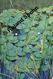 Weiße Seerose, Nymphaea alba, Nymphaea alba, Weiße Seerose, Nymphaeaceae, Blühend, Larve Seerosen-Blattkäfer Galerucella nymphaeae frisst auf Blattoberseite Nymphaea alba Kauf von 00778_nymphaea_alba_dsc_3108.jpg