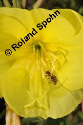 Gewöhnliche Nachtkerze, Oenothera biennis, Oenotheraceae, Oenothera biennis, Gewöhnliche Nachtkerze, Schinkenwurzel, Habitus blühend Kauf von 00782_oenothera_biennis_dsc_5610.jpg