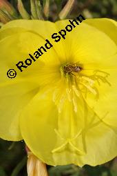 Gewöhnliche Nachtkerze, Oenothera biennis, Oenotheraceae, Oenothera biennis, Gewöhnliche Nachtkerze, Schinkenwurzel, Habitus blühend Kauf von 00782_oenothera_biennis_dsc_5611.jpg