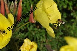 Gewöhnliche Nachtkerze, Oenothera biennis, Oenotheraceae, Oenothera biennis, Gewöhnliche Nachtkerze, Schinkenwurzel, Habitus blühend Kauf von 00782_oenothera_biennis_dsc_5614.jpg