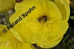 Gewöhnliche Nachtkerze, Oenothera biennis, Oenotheraceae, Oenothera biennis, Gewöhnliche Nachtkerze, Schinkenwurzel, Habitus blühend Kauf von 00782_oenothera_biennis_dsc_5615.jpg