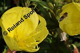 Gewöhnliche Nachtkerze, Oenothera biennis, Oenotheraceae, Oenothera biennis, Gewöhnliche Nachtkerze, Schinkenwurzel, Habitus blühend Kauf von 00782_oenothera_biennis_dsc_5618.jpg