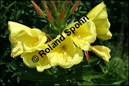 Gewöhnliche Nachtkerze, Oenothera biennis, Oenotheraceae, Oenothera biennis, Gewöhnliche Nachtkerze, Schinkenwurzel, Habitus blühend Kauf von 00782oenothera_biennisimg_2460.jpg