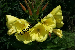 Gewöhnliche Nachtkerze, Oenothera biennis, Oenotheraceae, Oenothera biennis, Gewöhnliche Nachtkerze, Schinkenwurzel, Habitus blühend Kauf von 00782oenothera_biennisimg_2461.jpg