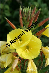 Gewöhnliche Nachtkerze, Oenothera biennis, Oenotheraceae, Oenothera biennis, Gewöhnliche Nachtkerze, Schinkenwurzel, Habitus blühend Kauf von 00782oenothera_biennisimg_2473.jpg