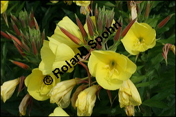 Gewöhnliche Nachtkerze, Oenothera biennis, Oenotheraceae, Oenothera biennis, Gewöhnliche Nachtkerze, Schinkenwurzel, Habitus blühend Kauf von 00782oenothera_biennisimg_2474.jpg