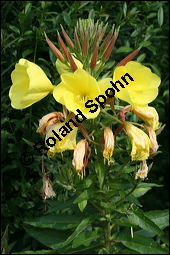 Gewöhnliche Nachtkerze, Oenothera biennis, Oenotheraceae, Oenothera biennis, Gewöhnliche Nachtkerze, Schinkenwurzel, Habitus blühend Kauf von 00782oenothera_biennisimg_2475.jpg