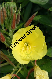 Gewöhnliche Nachtkerze, Oenothera biennis, Oenotheraceae, Oenothera biennis, Gewöhnliche Nachtkerze, Schinkenwurzel, Habitus blühend Kauf von 00782oenothera_biennisimg_2477.jpg