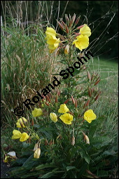 Gewöhnliche Nachtkerze, Oenothera biennis, Oenotheraceae, Oenothera biennis, Gewöhnliche Nachtkerze, Schinkenwurzel, Habitus blühend Kauf von 00782oenothera_biennisimg_4307.jpg