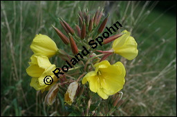 Gewöhnliche Nachtkerze, Oenothera biennis, Oenotheraceae, Oenothera biennis, Gewöhnliche Nachtkerze, Schinkenwurzel, Habitus blühend Kauf von 00782oenothera_biennisimg_4308.jpg