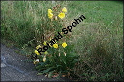 Gewöhnliche Nachtkerze, Oenothera biennis, Oenotheraceae, Oenothera biennis, Gewöhnliche Nachtkerze, Schinkenwurzel, Habitus blühend Kauf von 00782oenothera_biennisimg_4309.jpg