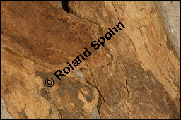 Okoubaka, Okoubaka aubrevillei, Santalaceae, Okoubaka aubrevillei, Okoubaka, getrocknete Rinde Kauf von 00783okoubaka_aubrevilleiimg_5931.jpg