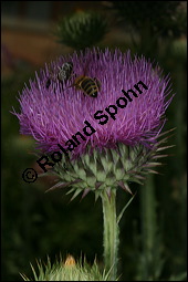 Gewöhnliche Eselsdistel, Onopordum acanthium, Asteraceae, Onopordum acanthium, Gewöhnliche Eselsdistel, Blühend Kauf von 00786onopordum_acanthiumimg_3109.jpg