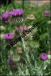 Gewöhnliche Eselsdistel, Onopordum acanthium, Asteraceae, Onopordum acanthium, Gewöhnliche Eselsdistel, Blühend Kauf von 00786onopordum_acanthiumimg_3111.jpg