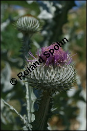 Gewöhnliche Eselsdistel, Onopordum acanthium, Asteraceae, Onopordum acanthium, Gewöhnliche Eselsdistel, Blühend Kauf von 00786onopordum_acanthiumimg_8502.jpg