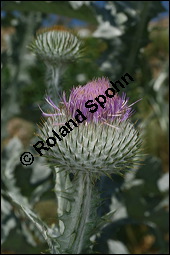 Gewöhnliche Eselsdistel, Onopordum acanthium, Asteraceae, Onopordum acanthium, Gewöhnliche Eselsdistel, Blühend Kauf von 00786onopordum_acanthiumimg_8503.jpg