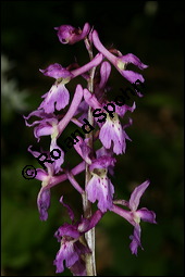 Stattliches Knabenkraut, Manns-Knabenkraut, Orchis mascula, Orchidaceae, Orchis mascula, Stattliches Knabenkraut, Manns-Knabenkraut, Blühend Kauf von 00788orchis_masculaimg_7029.jpg