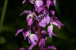 Stattliches Knabenkraut, Manns-Knabenkraut, Orchis mascula, Orchidaceae, Orchis mascula, Stattliches Knabenkraut, Manns-Knabenkraut, Blühend Kauf von 00788orchis_masculaimg_7032.jpg