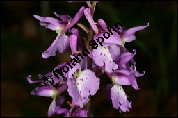 Stattliches Knabenkraut, Manns-Knabenkraut, Orchis mascula, Orchidaceae, Orchis mascula, Stattliches Knabenkraut, Manns-Knabenkraut, Blühend Kauf von 00788orchis_masculaimg_7136.jpg