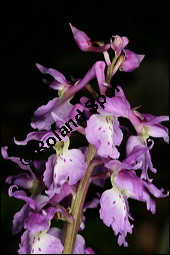 Stattliches Knabenkraut, Manns-Knabenkraut, Orchis mascula, Orchidaceae, Orchis mascula, Stattliches Knabenkraut, Manns-Knabenkraut, Blühend Kauf von 00788orchis_masculaimg_7137.jpg