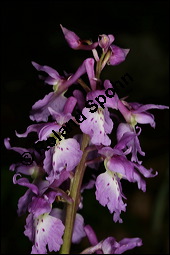 Stattliches Knabenkraut, Manns-Knabenkraut, Orchis mascula, Orchidaceae, Orchis mascula, Stattliches Knabenkraut, Manns-Knabenkraut, Blühend Kauf von 00788orchis_masculaimg_7138.jpg