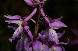 Stattliches Knabenkraut, Manns-Knabenkraut, Orchis mascula, Orchidaceae, Orchis mascula, Stattliches Knabenkraut, Manns-Knabenkraut, Blühend Kauf von 00788orchis_masculaimg_7139.jpg