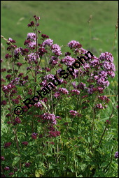 Gewöhnlicher Dost, Oregano, Wilder Majoran, Origanum vulgare, Lamiaceae, Origanum vulgare, Gewöhnlicher Dost, Wilder Majoran, Oregano, Habitus blühend Kauf von 00790origanum_vulgareimg_9053.jpg