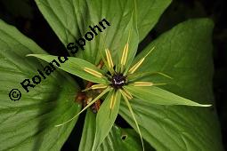 Vierblättrige Einbeere, Paris quadrifolia, Liliaceae/Trilliaceae, Paris quadrifolia, Vierblättrige Einbeere, fruchtend Kauf von 00798_paris_quadrifolia_dsc_0161.jpg