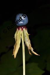 Vierblättrige Einbeere, Paris quadrifolia, Liliaceae/Trilliaceae, Paris quadrifolia, Vierblättrige Einbeere, fruchtend Kauf von 00798_paris_quadrifolia_dsc_7493.jpg