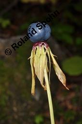 Vierblättrige Einbeere, Paris quadrifolia, Liliaceae/Trilliaceae, Paris quadrifolia, Vierblättrige Einbeere, fruchtend Kauf von 00798_paris_quadrifolia_dsc_7494.jpg