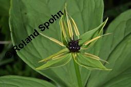 Vierblättrige Einbeere, Paris quadrifolia, Liliaceae/Trilliaceae, Paris quadrifolia, Vierblättrige Einbeere, fruchtend Kauf von 00798_paris_quadrifolia_dsc_8821.jpg