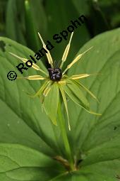 Vierblättrige Einbeere, Paris quadrifolia, Liliaceae/Trilliaceae, Paris quadrifolia, Vierblättrige Einbeere, fruchtend Kauf von 00798_paris_quadrifolia_dsc_8822.jpg