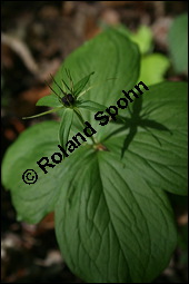 Vierblättrige Einbeere, Paris quadrifolia, Liliaceae/Trilliaceae, Paris quadrifolia, Vierblättrige Einbeere, fruchtend Kauf von 00798paris_quadrifolia_img_1839.jpg