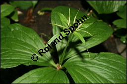 Vierblättrige Einbeere, Paris quadrifolia, Liliaceae/Trilliaceae, Paris quadrifolia, Vierblättrige Einbeere, fruchtend Kauf von 00798paris_quadrifolia_img_1963.jpg