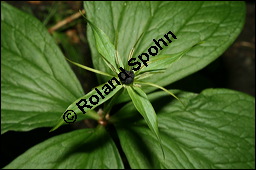 Vierblättrige Einbeere, Paris quadrifolia, Liliaceae/Trilliaceae, Paris quadrifolia, Vierblättrige Einbeere, fruchtend Kauf von 00798paris_quadrifolia_img_1964.jpg