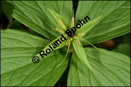 Vierblättrige Einbeere, Paris quadrifolia, Liliaceae/Trilliaceae, Paris quadrifolia, Vierblättrige Einbeere, fruchtend Kauf von 00798paris_quadrifoliaimg_6724.jpg