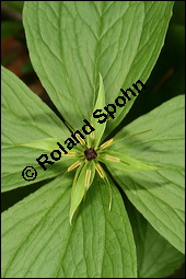 Vierblättrige Einbeere, Paris quadrifolia, Liliaceae/Trilliaceae, Paris quadrifolia, Vierblättrige Einbeere, fruchtend Kauf von 00798paris_quadrifoliaimg_6725.jpg